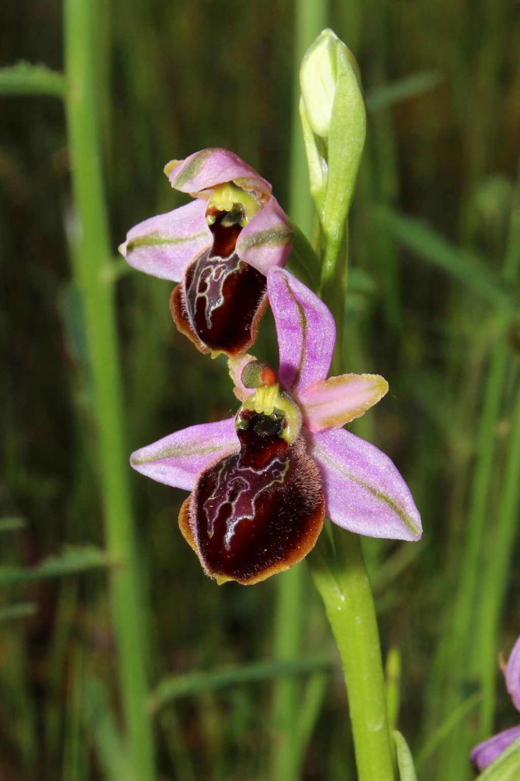 Orchidee dell''Imperiese